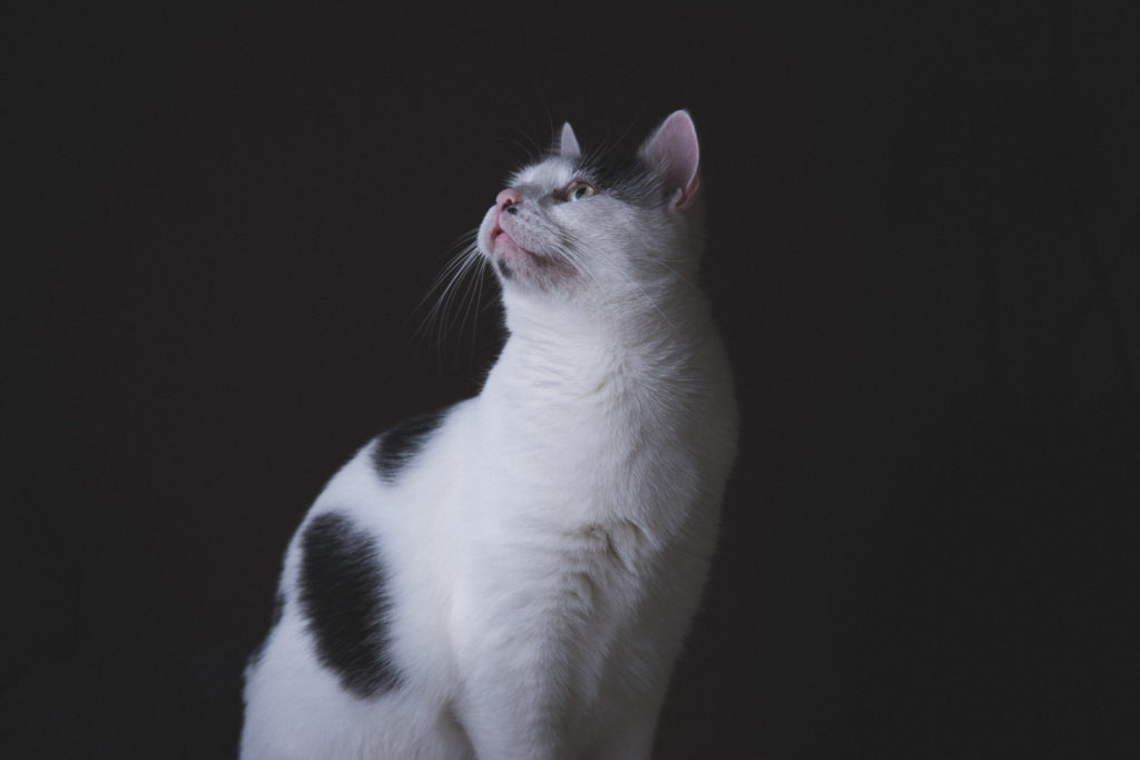 Photographe pour animaux à Marseille - Portrait de chat
