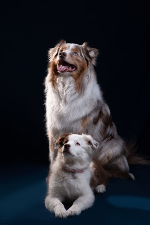 Séance photo pour chien - Trait Portraits
