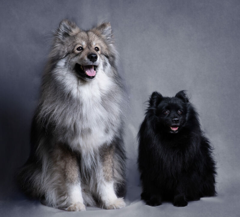 Photographe pour chien - Photo de plusieurs chiens en studio